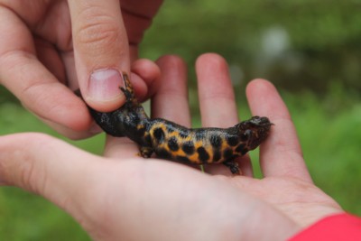 Triturus carnifex, dorzalna strana sa velikim crnim pjegama